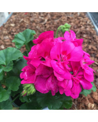 Geranium Zonal Toscana Katarina