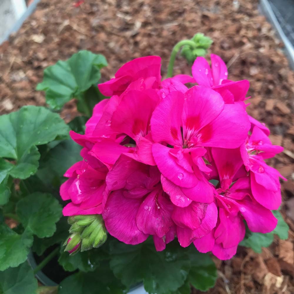 Geranium Zonal Toscana Katarina