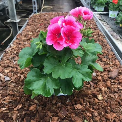 Geranium Droit Americana Rose Mega Splash