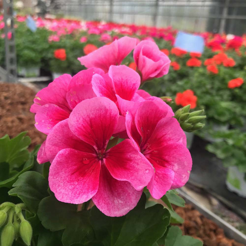 Geranium Droit Americana Rose Mega Splash