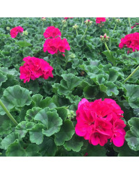 Geranium Zonal Toscana Regina