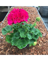 Geranium Zonal Toscana Regina