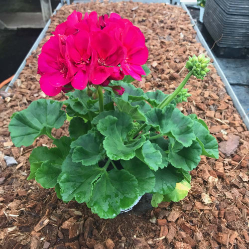 Geranium Zonal Toscana Regina