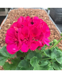 Geranium Zonal Toscana Regina