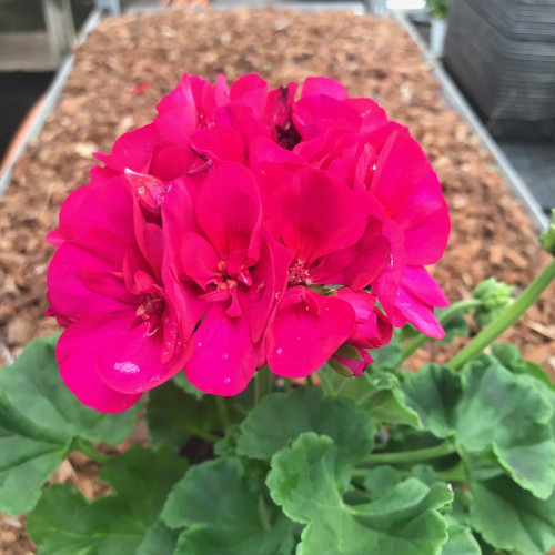 Geranium Zonal Toscana Regina