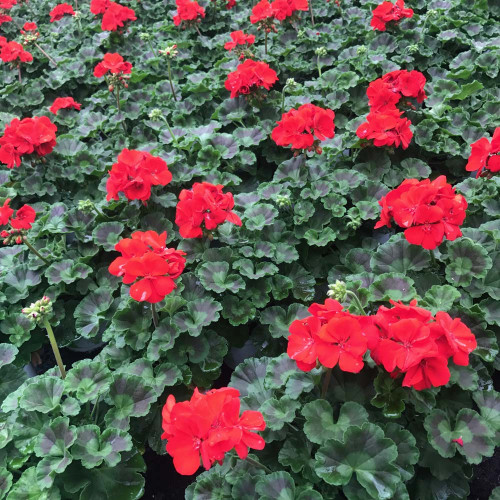 Geranium Zonal Toscana Senna