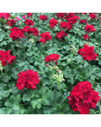 Geranium Droit Calliope Medium Dark Red