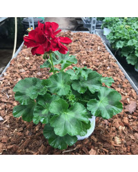 Geranium Droit Calliope Medium Dark Red