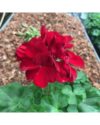Geranium Droit Calliope Medium Dark Red