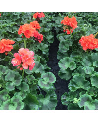 Geranium Droit Gloria