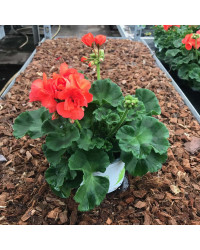 Geranium Droit Gloria