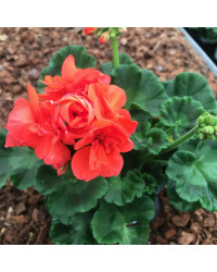Geranium Droit Gloria