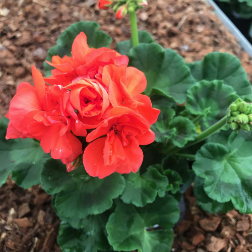 Geranium Droit Gloria