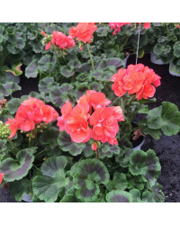 Geranium Droit Rose Classic Grand Prix Fisrot