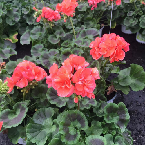 Geranium Droit Rose Classic Grand Prix Fisrot