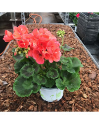 Geranium Droit Rose Classic Grand Prix Fisrot