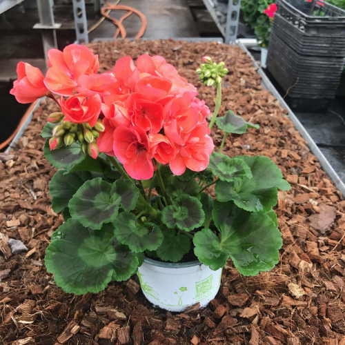 Geranium Droit Rose Classic Grand Prix Fisrot