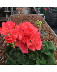 Geranium Droit Rose Classic Grand Prix Fisrot