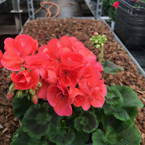 Geranium Droit Rose Classic Grand Prix Fisrot