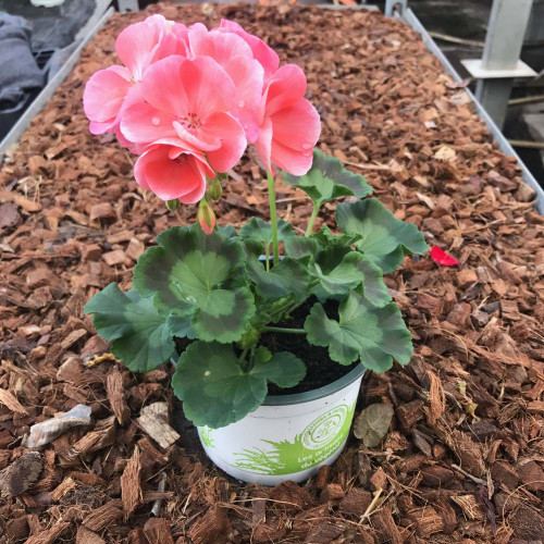 Geranium Droit Gabella Rose