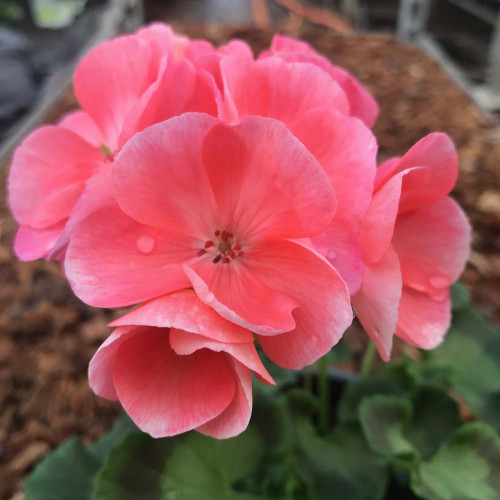 Geranium Droit Gabella Rose