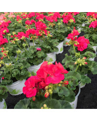 Geranium Droit Summer Idols Cerise