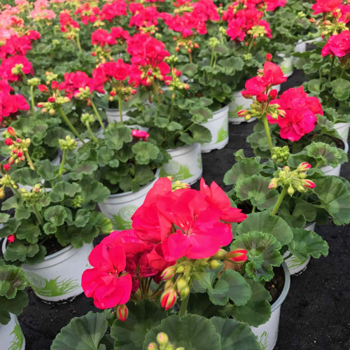 Geranium Droit Summer Idols Cerise