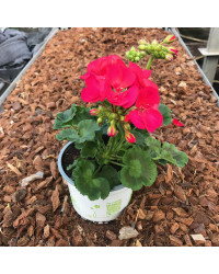 Geranium Droit Summer Idols Cerise