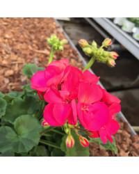 Geranium Droit Summer Idols Cerise