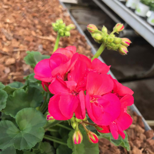 Geranium Droit Summer Idols Cerise