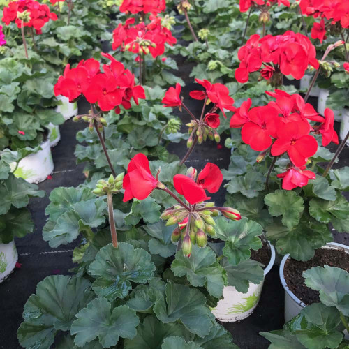 Geranium Droit Sarita Dark Red