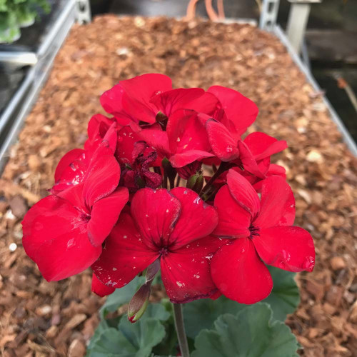 Geranium Droit Sarita Dark Red