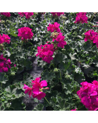 Geranium Droit Calliope Candy