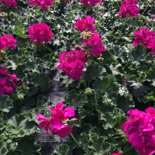 Geranium Droit Calliope Candy