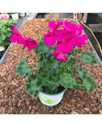 Geranium Droit Calliope Candy