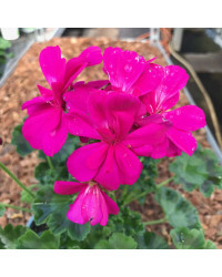 Geranium Droit Calliope Candy
