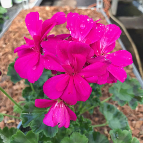 Geranium Droit Calliope Candy