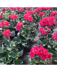 Geranium Droit Sarita Punch