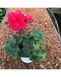 Geranium Droit Sarita Punch