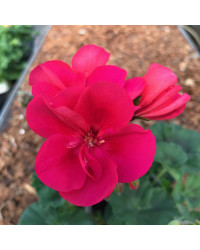 Geranium Droit Sarita Punch