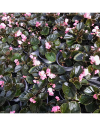 Begonia Doublet Pink Bronze Leaf