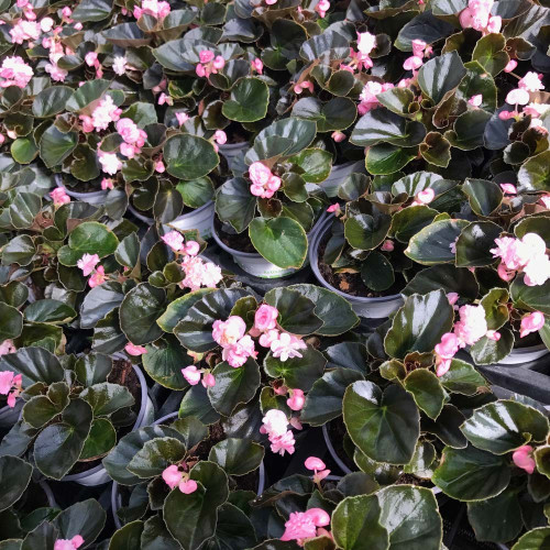 Begonia Doublet Pink Bronze Leaf