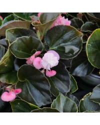 Begonia Doublet Pink Bronze Leaf