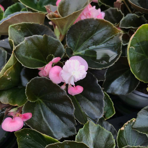 Begonia Doublet Pink Bronze Leaf