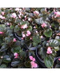 Begonia Doublet Pink Bronze Leaf