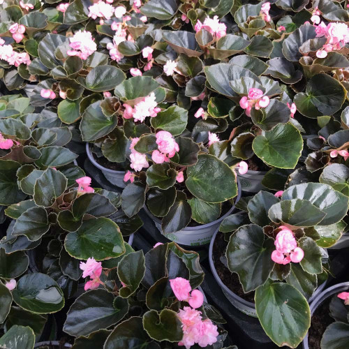 Begonia Doublet Pink Bronze Leaf