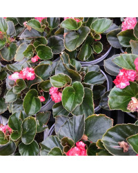 Begonia Doublet Red Bronze Leaf