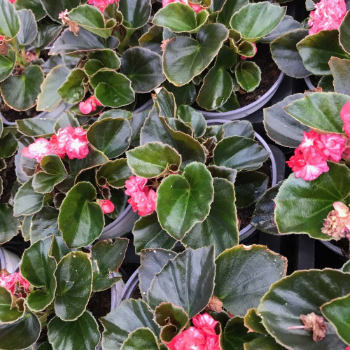 Begonia Doublet Red Bronze Leaf