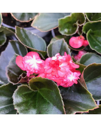 Begonia Doublet Red Bronze Leaf