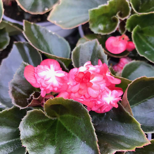 Begonia Doublet Red Bronze Leaf